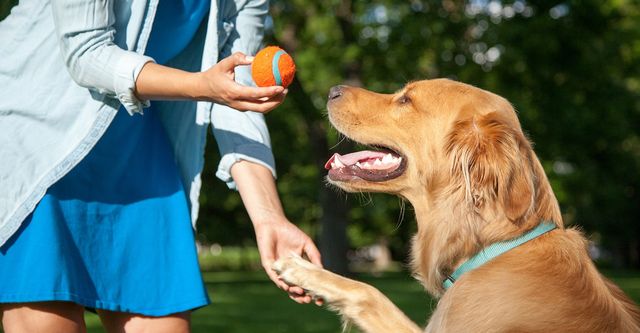 The Experts at Dog Training Bangkok Can Help You Train Your Dog Safely and Humanely