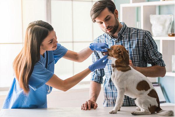 Dog Bad Breath Remedy